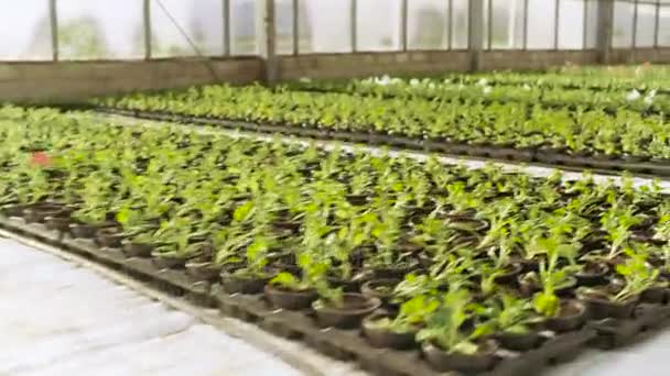 V slunném skleníku průmyslové kamery se pohybuje po řádcích barevné, krásné, vzácné a obchodně životaschopné květiny a rostliny rostoucí. Velkém měřítku produkci téma. — Stock video