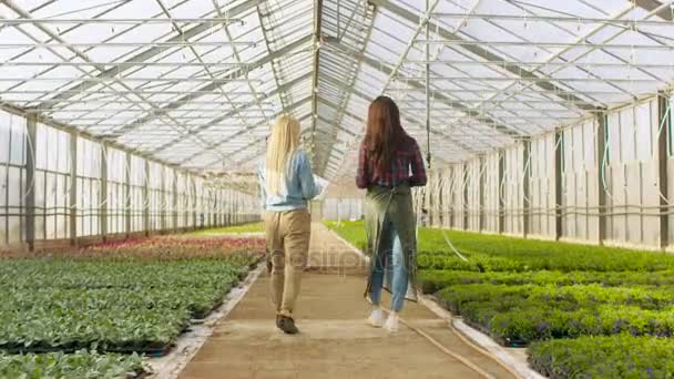 Im sonnigen industriellen Gewächshaus bringen professionelle Gärtnerin ihrem jungen Lehrling bei, wie man mit schönen Blumen arbeitet. — Stockvideo