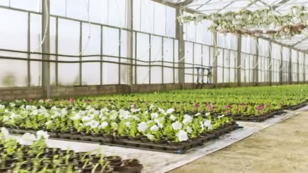 Dans la caméra de serre industrielle ensoleillée se déplace à travers les rangées de fleurs et de plantes colorées, belles, rares et commercialement viables en croissance. Thème de production à grande échelle . — Video