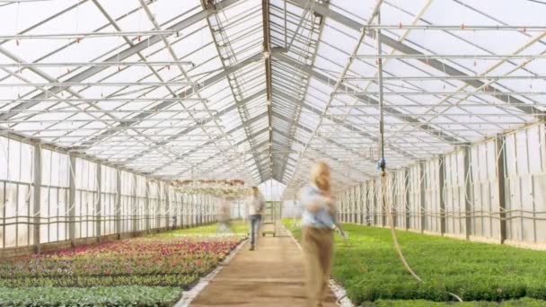 Time-lapse de serres industrielles occupées où jardiniers et agriculteurs travaillent sur la culture de belles et délicieuses plantes . — Video