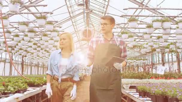 V slunném skleníku průmyslové zemědělský inženýr a zahradník zkontrolovat květiny a rostliny a analyzovat Data s tabletovým počítačem. Řádky ze vzácných a komerčně životaschopné rostliny jsou viditelné. — Stock video