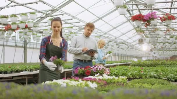 En un soleado invernadero Hermoso jardinero joven Anuncia / Muestra maceta a un respetable hombre de negocios, Utiliza Tablet Computer y considera hacer un gran pedido . — Vídeo de stock