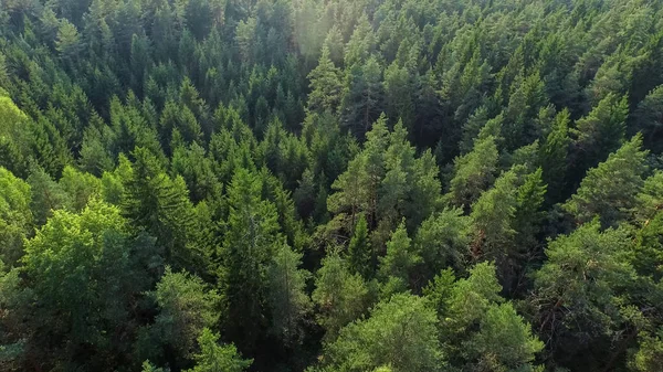 Aerial Shot of a Beautiful Dense Summer Forest en un día soleado . —  Fotos de Stock