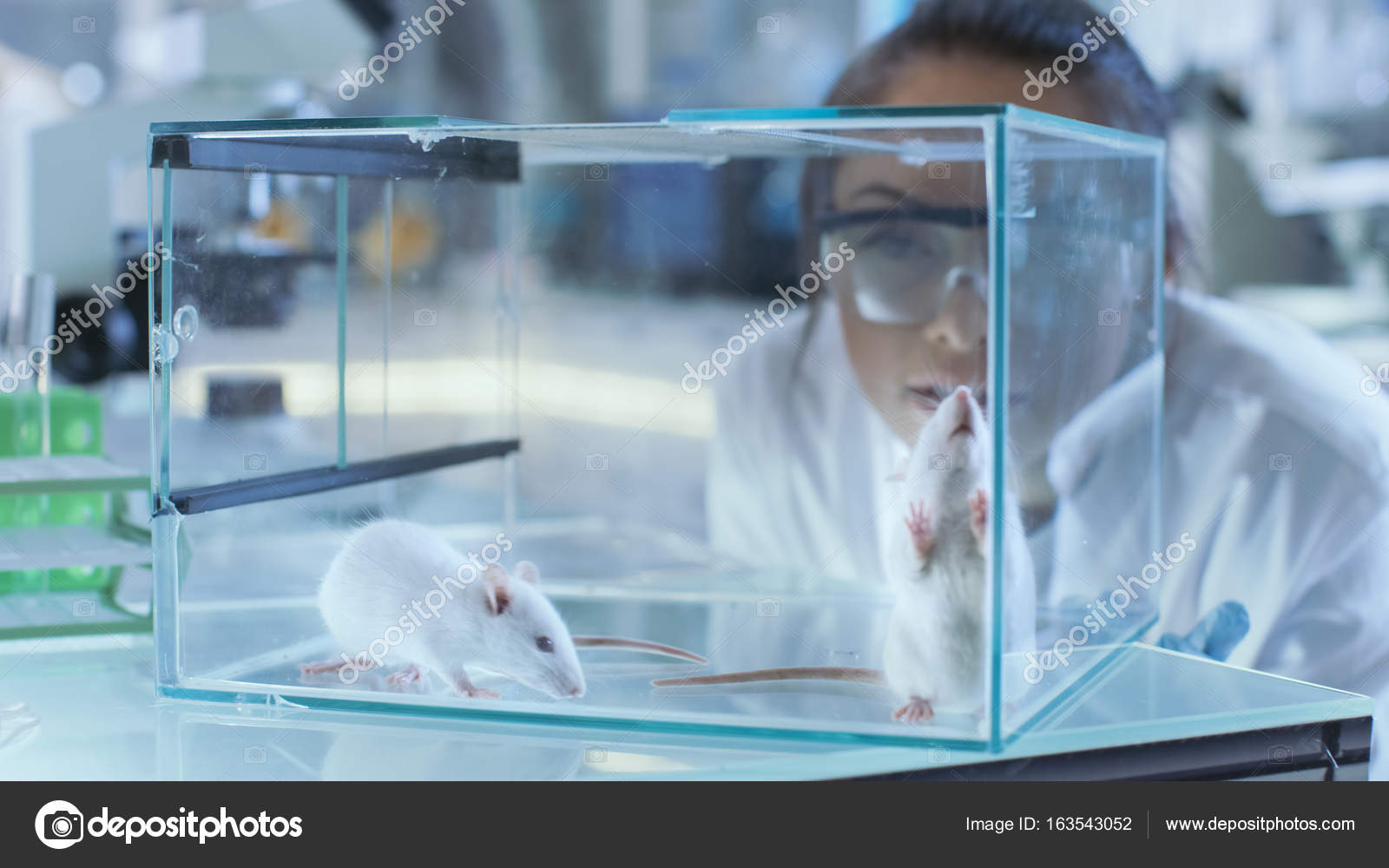 Medical Research Scientists Examines Laboratory Mice Kept In A G medical-research-scientists-examines-laboratory-mice-kept-in-a-g