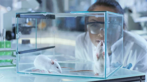 Científicos de investigación médica examinan ratones de laboratorio mantenidos en una G — Foto de Stock