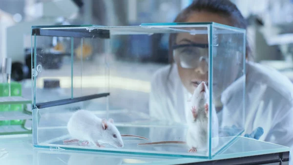 Cientistas de Pesquisa Médica Exemplos Ratos de Laboratório mantidos em um G — Fotografia de Stock