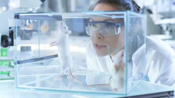 Forscher untersuchen Labormäuse, die in einem g gehalten werden — Stockfoto