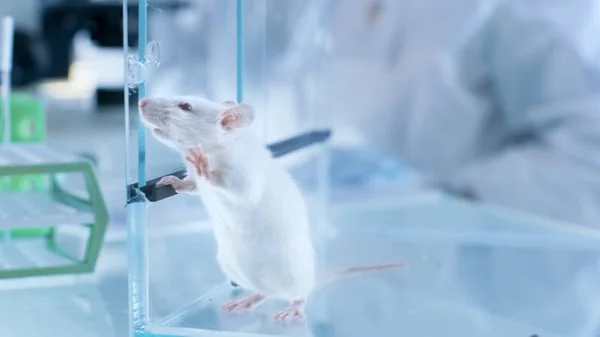 Laboratory mouse Stock Photos, Royalty Free Laboratory mouse Images |  Depositphotos