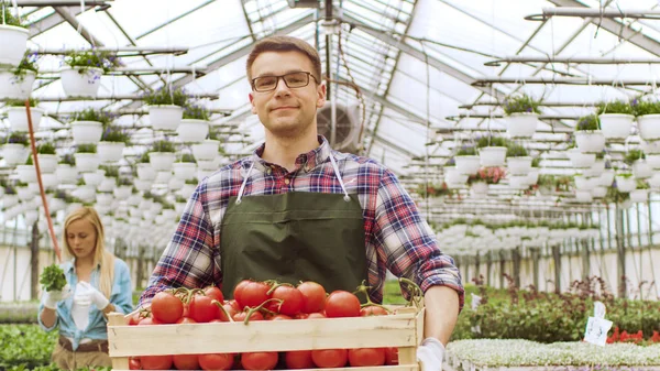 Fazendeiro feliz caminha na câmera com caixa cheia de tomates através de I — Fotografia de Stock