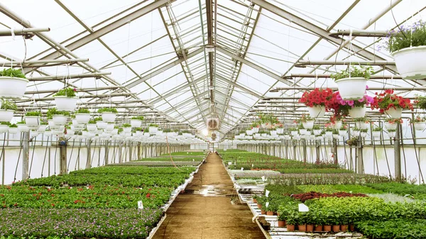 Filas de Flores y Plan Hermosas, Raras y Comercialmente Viables — Foto de Stock