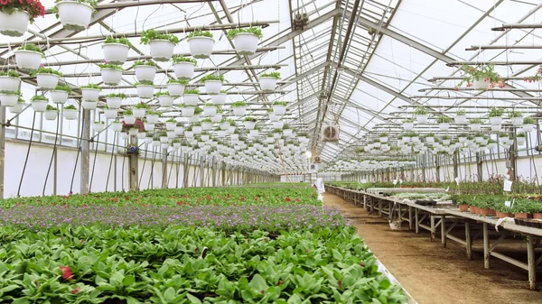 Filas de Flores y Plan Hermosas, Raras y Comercialmente Viables — Foto de Stock