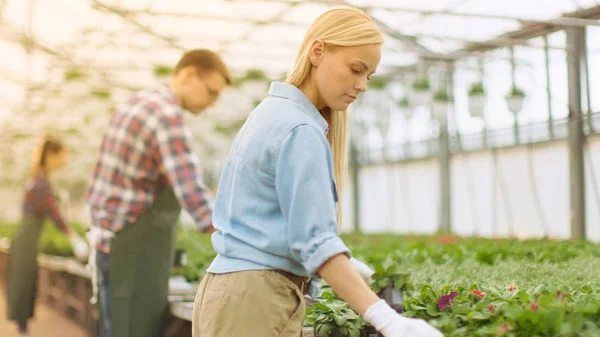 Csapat boldog kertészek szorgalmasan dolgozik, megszervezése, válogatás színes — Stock Fotó