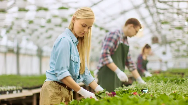 Team of Happy Gardeners Busily Working, Arranging, Sorting Color — Stock Photo, Image