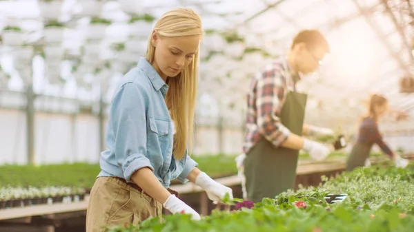 Team of Happy Gardeners Busily Working, Arranging, Sorting Color — Stock Photo, Image