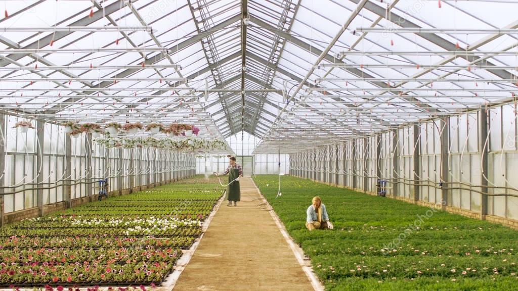 Shot in a Sunny Industrial Greenhouse Where Gardeners Water Flow