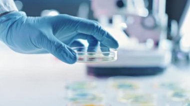 Bilim adamı çeşitli bakteri, doku ve kan örnekleriyle Petri Tabakları ile çalışıyor. Antibiyotikler için ilaç geliştirme, DNA ile hastalıkları iyileştirme, ilaçları geliştirme kavramı. Yakın çekim Makro taşınıyor