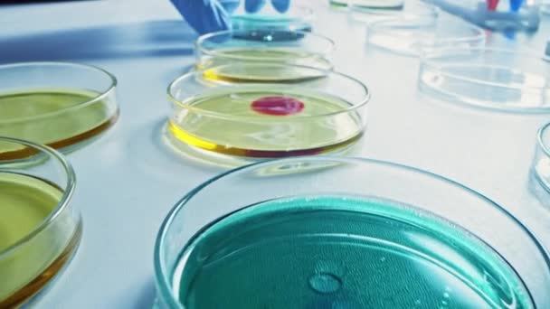 Microbiology Laboratory: Petri Dishes with Various Bacteria Samples, Pipette Drops Liquid Solution. Концепция фармацевтических исследований по антибиотикам, лечению заболеваний, новой экологической энергии. Макро крупным планом — стоковое видео