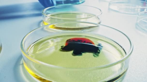 Laboratorio de microbiología: Platos de Petri con varias muestras de bacterias, solución líquida de gotas de pipeta. Concepto de Investigación Farmacéutica para Antibióticos, Curación de Enfermedades, Nueva Eco Energía. Primer plano Macro — Vídeo de stock