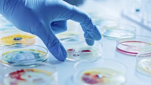 Forskare arbetar med Petri maträtter med olika bakterier, vävnader och blodprover. Begreppet farmaceutisk forskning för antibiotika, bota sjukdom med DNA-förstärkande läkemedel. Flytta närbild Makro — Stockvideo