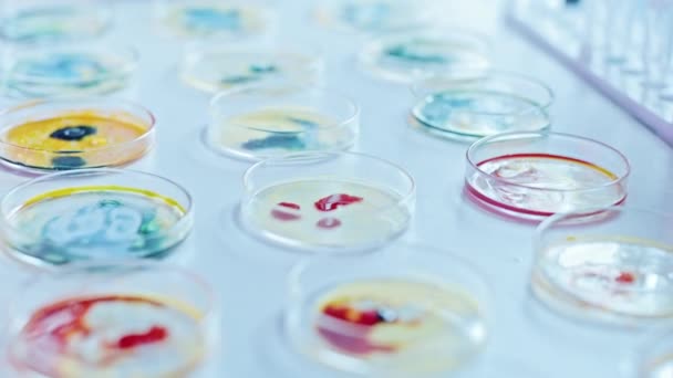 Conceito de Laboratório de Microbiologia: Pratos de Petri com várias amostras de bactérias, Solução Líquida Pipeta Gotas. Pesquisa Farmacêutica para Antibióticos, Doença de Cura, Epidemias de Combate. Macro de close-up — Vídeo de Stock