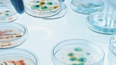 Bilim adamı çeşitli bakteri, doku ve kan örnekleriyle Petri Tabakları ile çalışıyor. Antibiyotikler için farmasötik araştırma kavramı, DNA ile hastalıkları iyileştirme ilaçları. Yakın çekim Makro taşınıyor