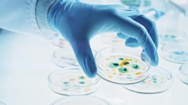 Bilim adamı çeşitli bakteri, doku ve kan örnekleriyle Petri Tabakları ile çalışıyor. Antibiyotikler için farmasötik araştırma kavramı, DNA ile hastalıkları iyileştirme ilaçları. Yakın çekim Makro taşınıyor