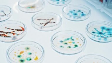 Mikrobiyoloji Laboratuvarı: Çeşitli Bakteri örnekleriyle Petri Tabakları, Pipette Damlaları Sıvı Çözümü. Antibiyotiklerin farmasötik araştırması, Salgınlarla Mücadele Hastalıkları. Makro 'yu yakın plan