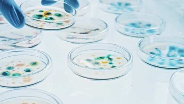 科学家与Petri Dishes一起研究各种细菌、组织和血液样本。抗生素、用DNA增强剂治疗疾病的药物研究概念。移动特写镜头 — 图库视频影像