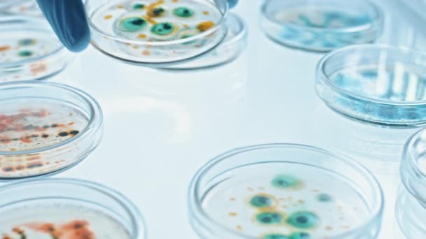 A tudós dolgozik Petri ételek különböző baktériumok, szövetek és vérminták. Concept of Pharmaceutical Research for Antibiotics, Curing Disease with DNA Enhancing Drugs. Mozgó közelkép Makró — Stock videók