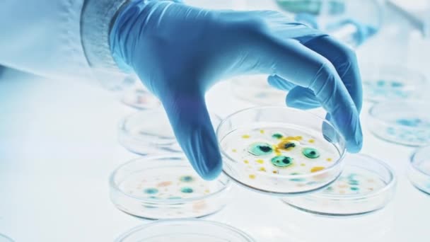 Scientist Works with Petri Dishes with Various Bacteria, Tissue and Blood Samples. Концепція фармацевтичних досліджень антибіотики, лікування хвороб, що сприяють поширенню ДНК-препаратів. Переміщення "Макро" — стокове відео