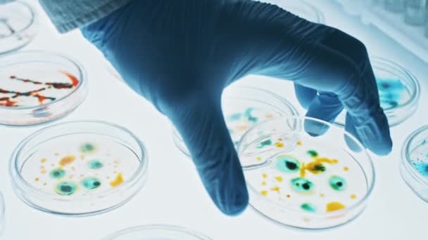 Лабораторія мікробіології: Petri Dishes with Various Bacteria Samples, Pipette Drops Liquid Solution. Концепція фармацевтичних досліджень антибіотики, лікування хвороб, що борються з епідемією. Збільшений Макро. — стокове відео