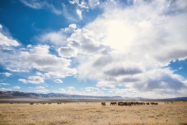 Camelos com carros na pradaria — Fotografia de Stock