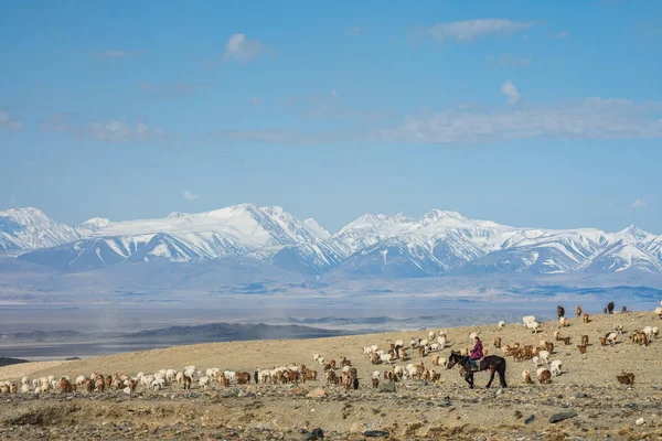Girl shepherding herd of sheep in prairie — Stock Photo, Image