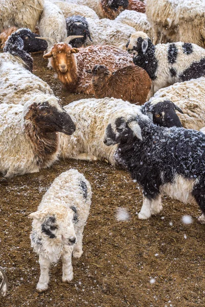 Sheep grazing on field — Stock Photo, Image