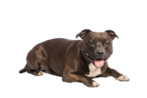 Cão pitbull bonito — Fotografia de Stock