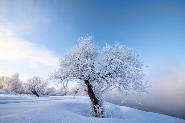 Paesaggio innevato con alberi — Foto Stock