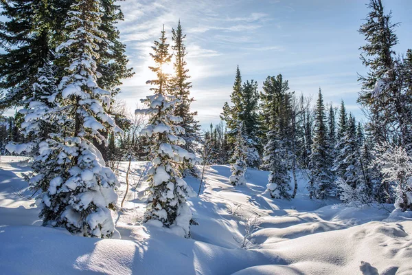 Erstaunliche Landschaft Mit Gefrorenen Schneebedeckten Bäumen Wintermorgen — Stockfoto