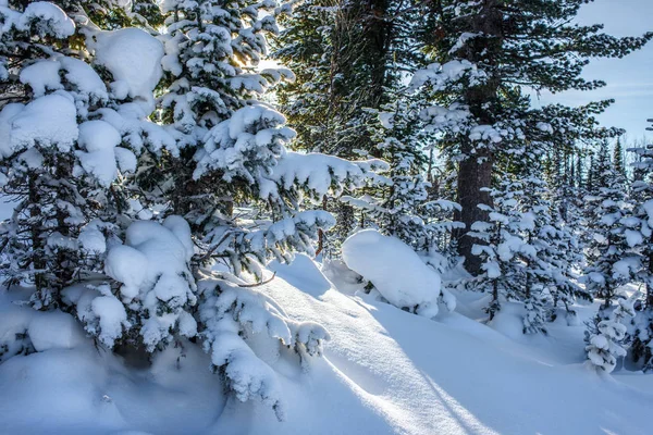 Paysage Étonnant Avec Des Arbres Gelés Recouverts Neige Matin Hiver — Photo