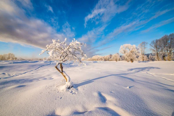 Удивительный Пейзаж Замерзшими Заснеженными Деревьями Зимнее Утро — стоковое фото