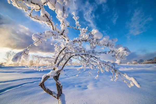 Csodálatos Táj Fagyasztott Hóval Borított Fák Téli Reggel — Stock Fotó