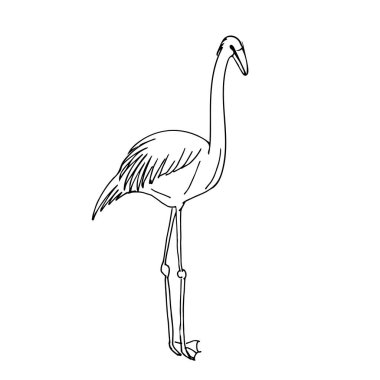 Flamingo kuşlarını özetle. El çizimi vektör çizimi. Doodle tarzı