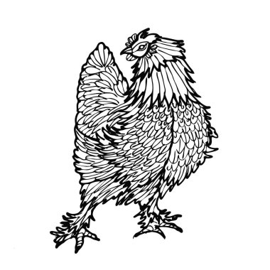 Şirin Tavuk izole edilmiş. Taslak çizimi. Vektör illüstrasyonu