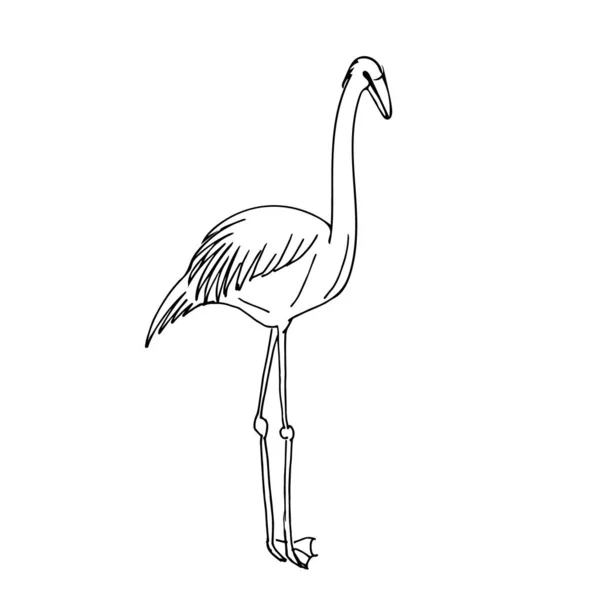 Esboço pássaros flamingo. Ilustração vetorial desenhada à mão. Estilo doodle — Vetor de Stock