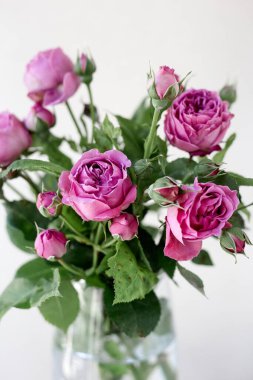 Bir gül çiçeğinin yakın çekimi