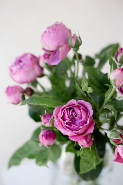 Güllü şakayık çiçeğinin yakın çekimi