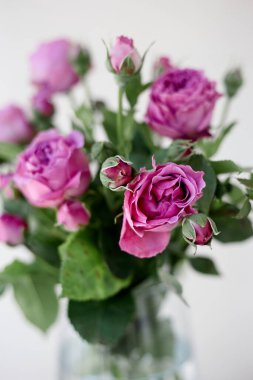 Bir gül çiçeğinin yakın çekimi