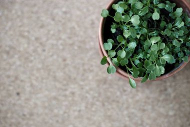 Arka planda küçük bir roka bitkisi.