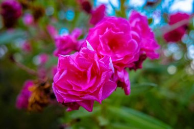 Güllü çiçek açan Bush closeup görünümü