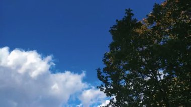 Mavi gökyüzü ile hareketli beyaz bulutlar ve ağaç ile rüzgarlı havada gün anda bırakır