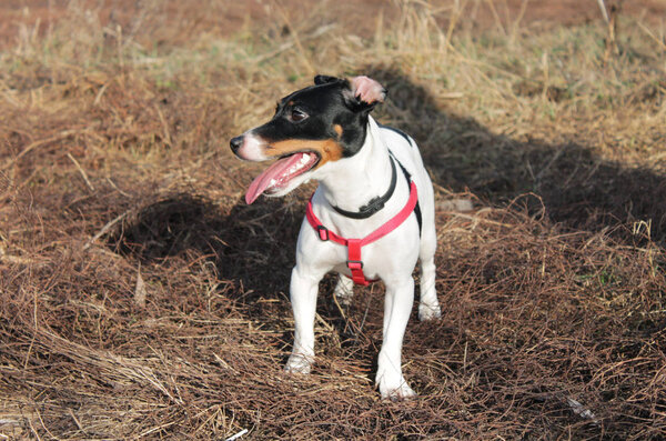 Cheerful dog Jack Russell Terrier white with black spots in a red bib stands on a background of grass on the ground.